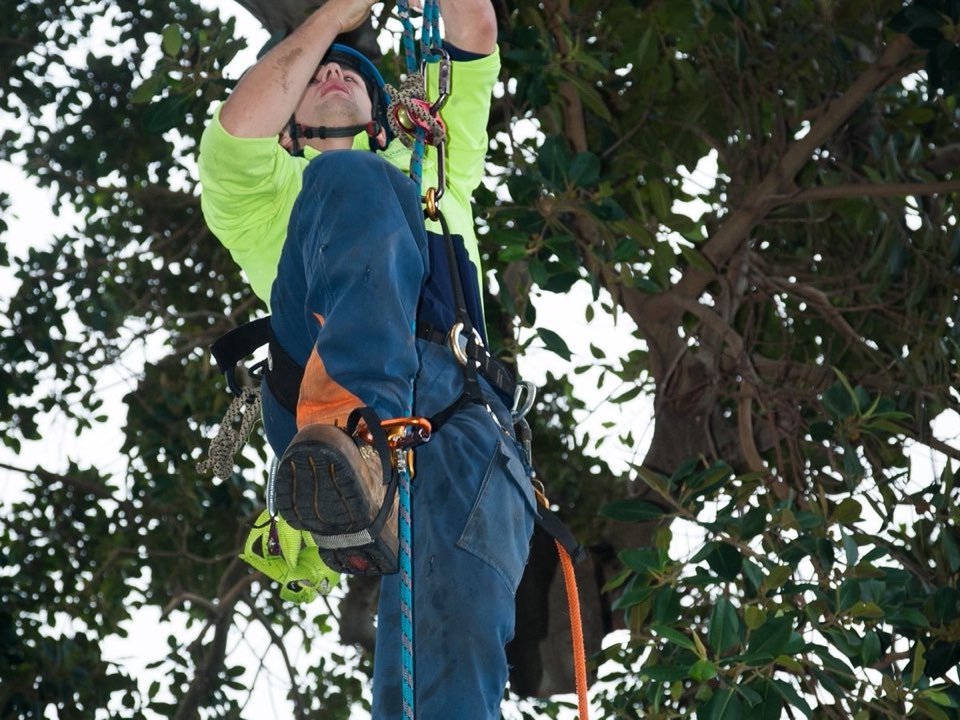 Qualified arborist working in a mature tree during a property survey in Worcestershire